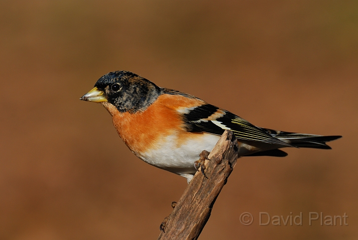 Brambling male - A.jpg - Brambling, male - Forest of Dean